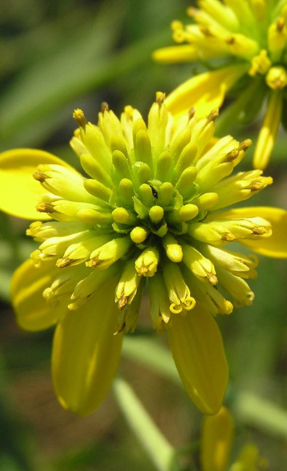 Wingstem flower