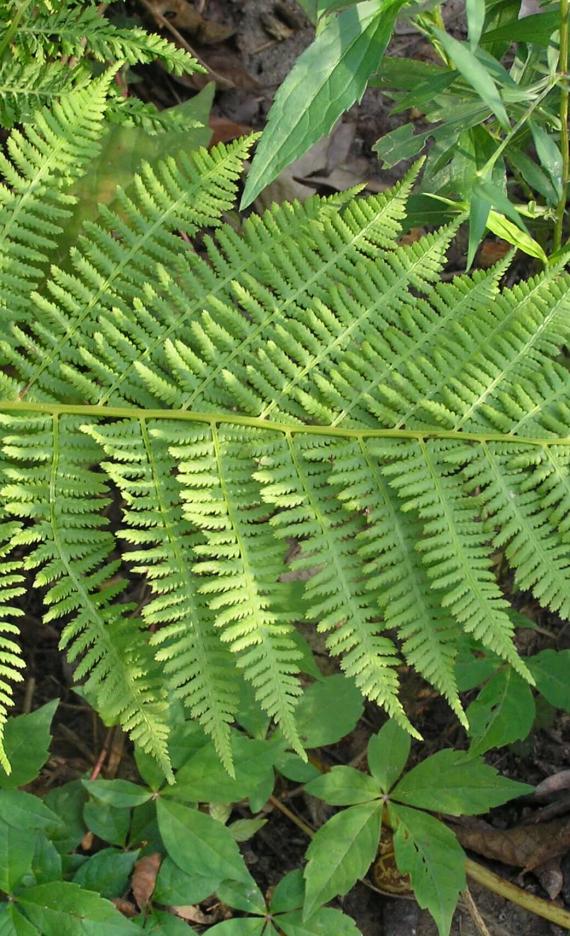 Wood Fern Marginal