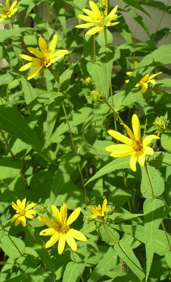 Woodland Sunflower