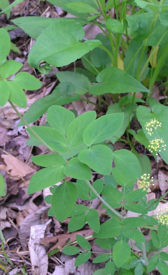 Yellow Pimpernel habit