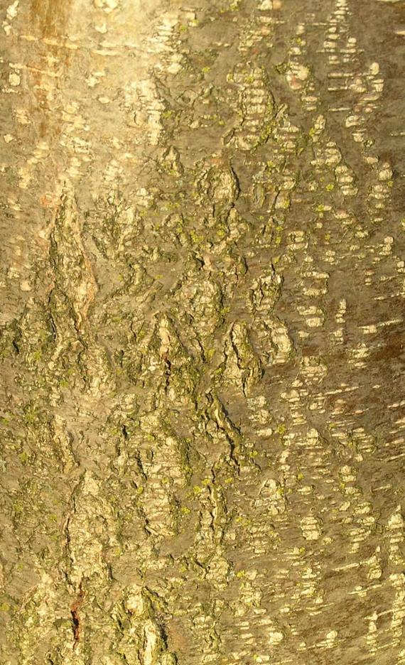 Black Alder bark