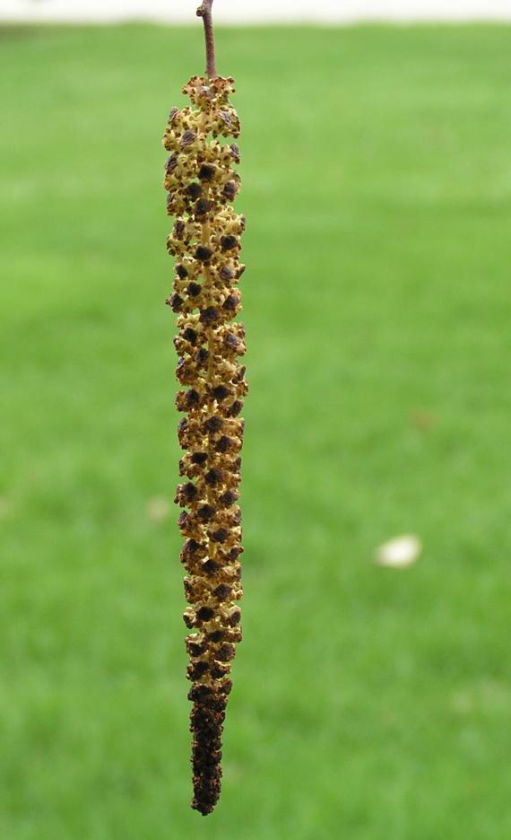 Black Alder flower