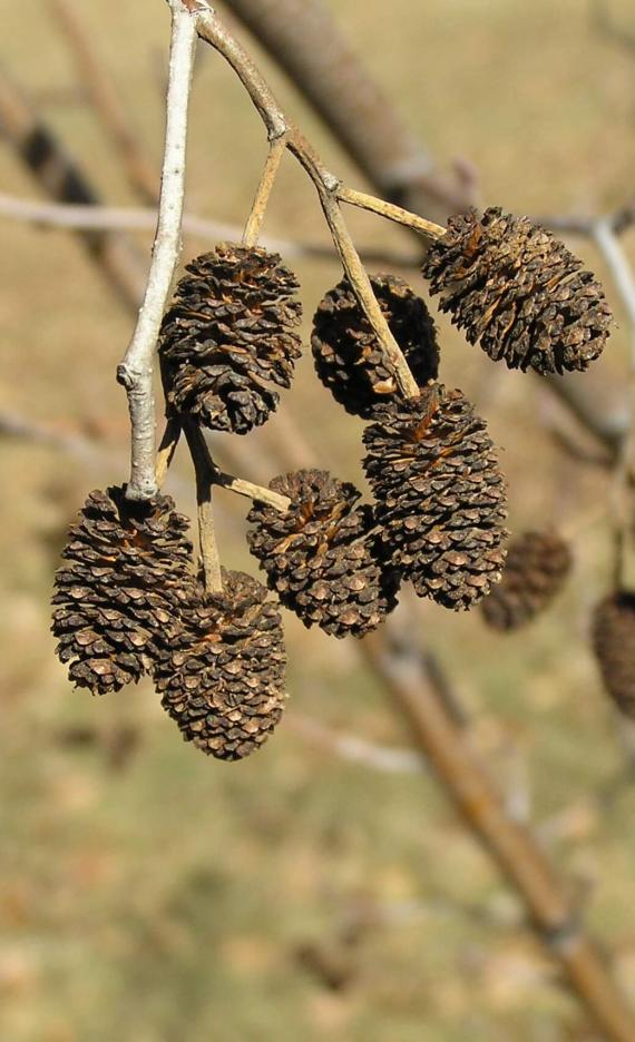 Black Alder fruit