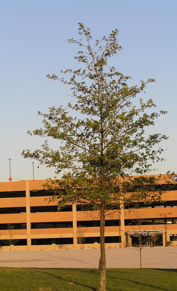 Black Alder habit