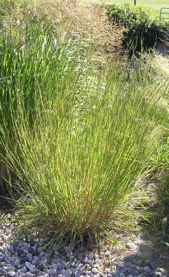 Bluestem Little