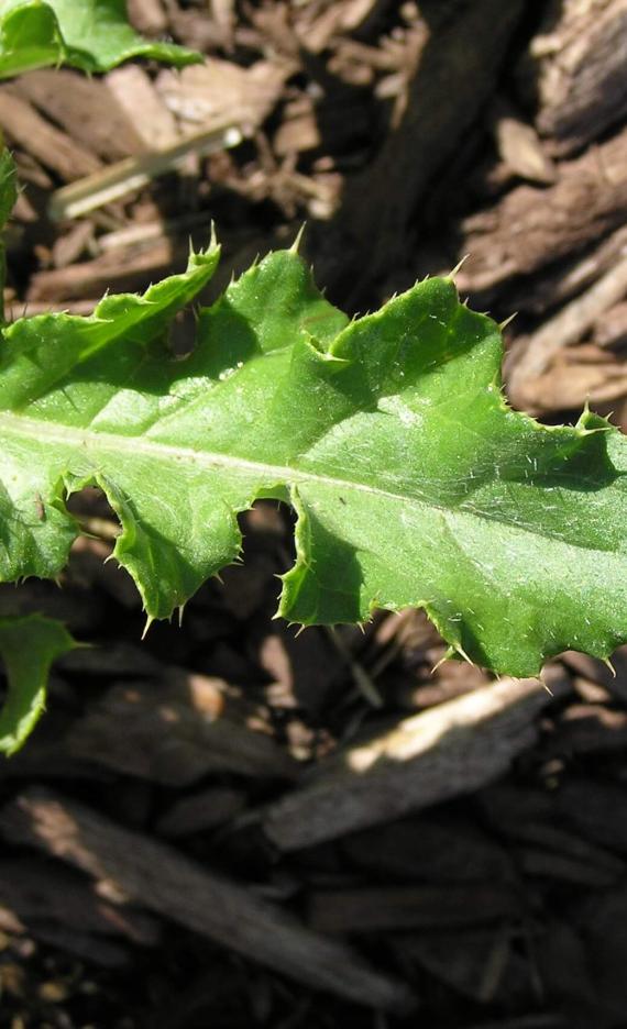 Canada Thistle leaves