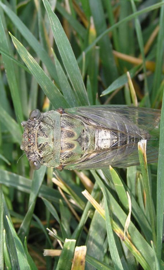 Cicada