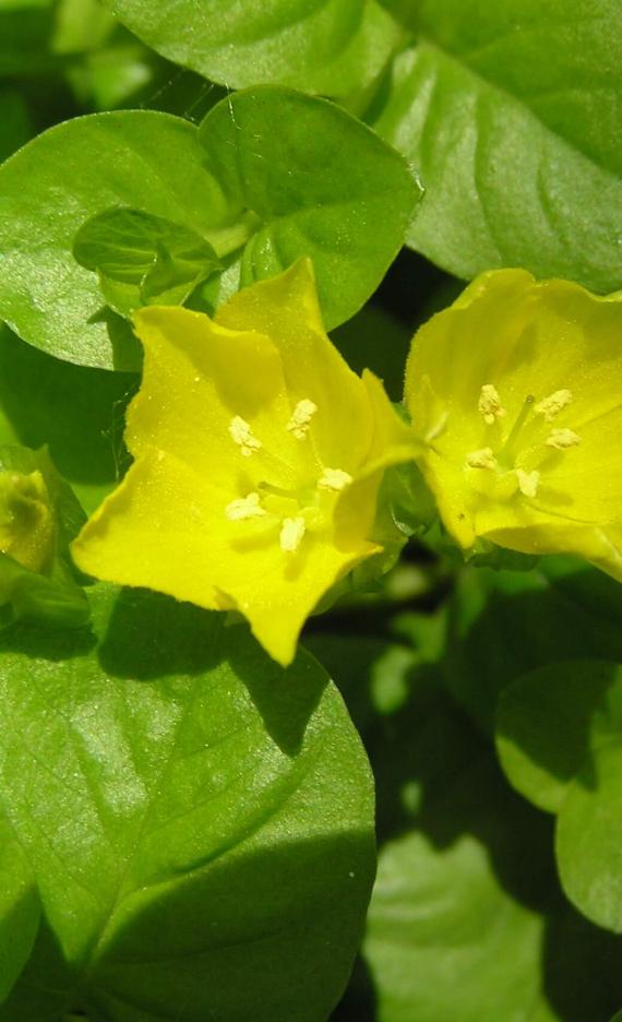 Creeping Jenny flower