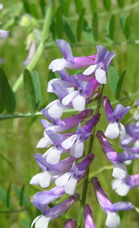 Crown Vetch flower