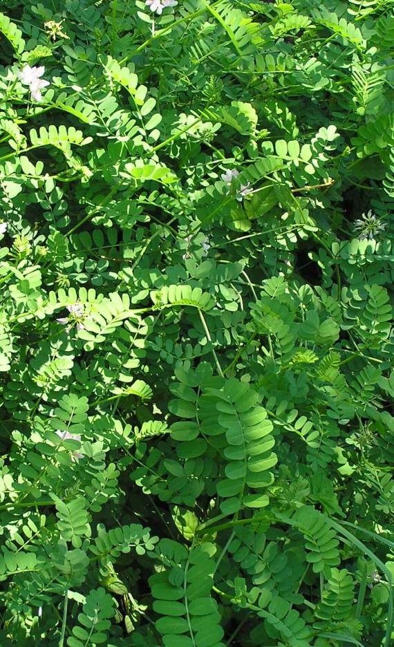 Crown Vetch habit