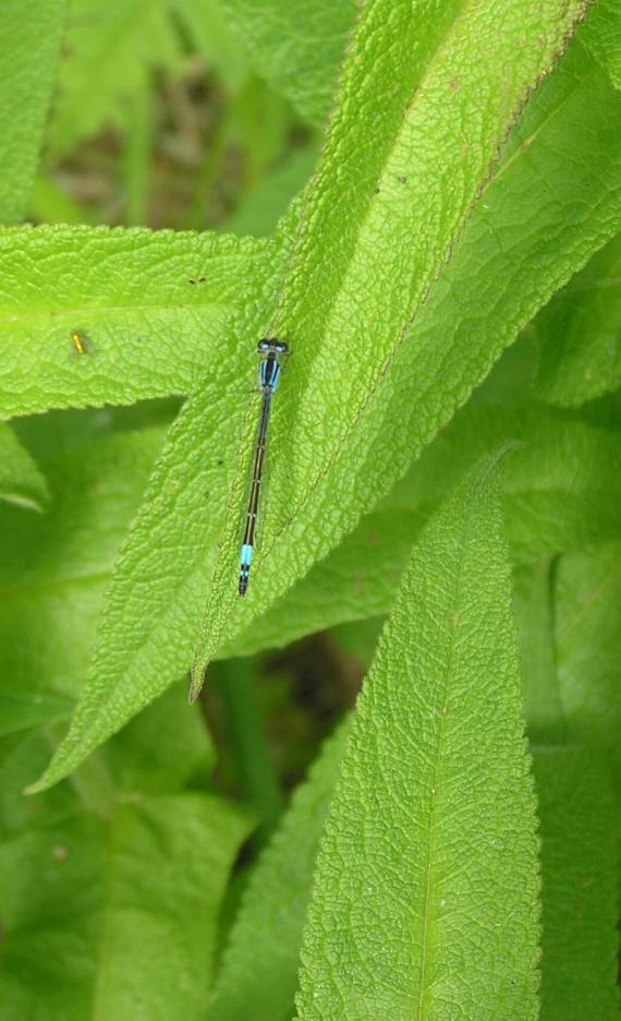 Damselfly