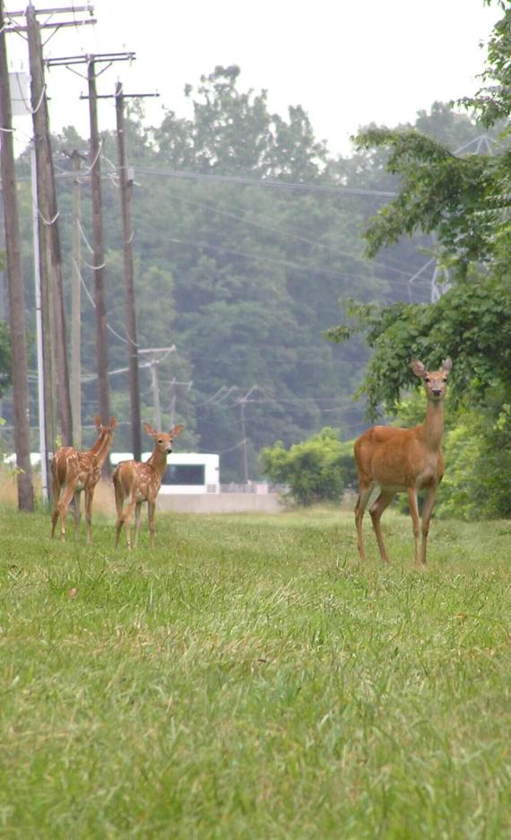 Whitetail Deer