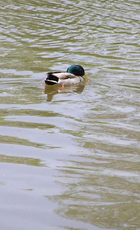 Mallard Duck