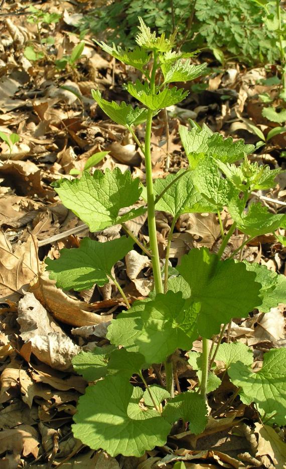 Garlic Mustard habit