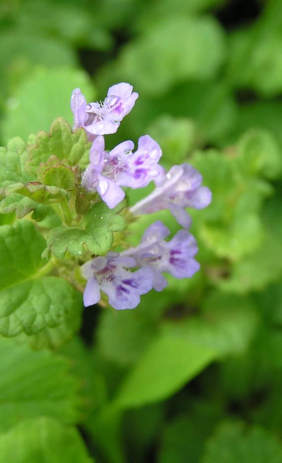 Ground Ivy flower