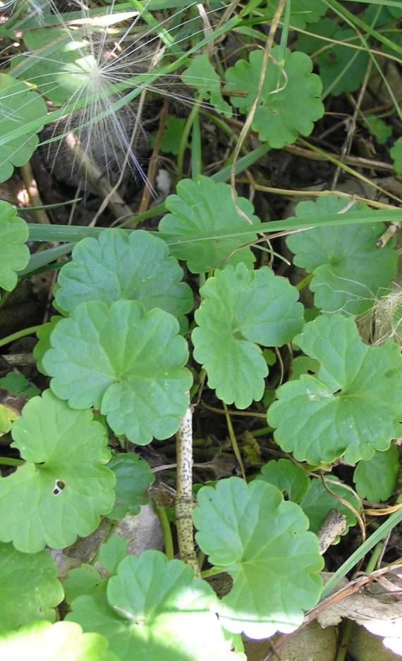 Ground Ivy habit