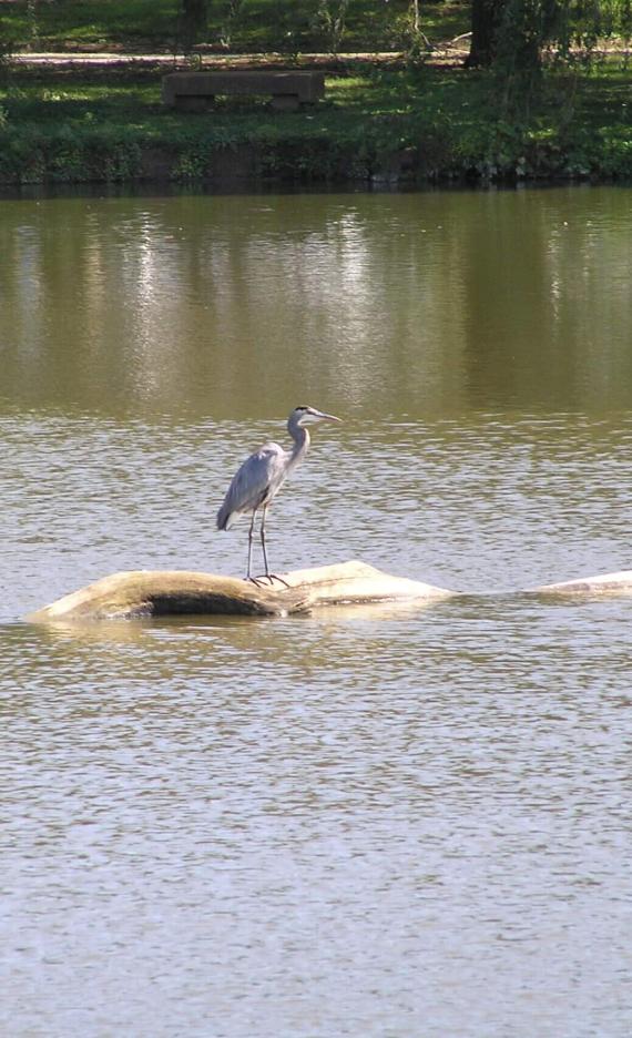 Blue Heron