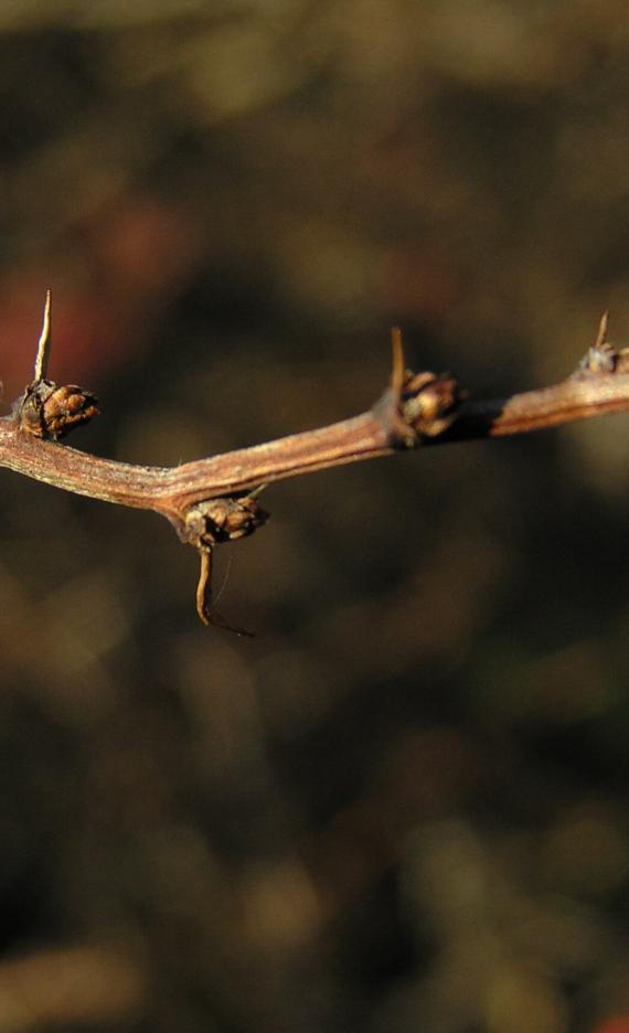 Japanese Barberry bud