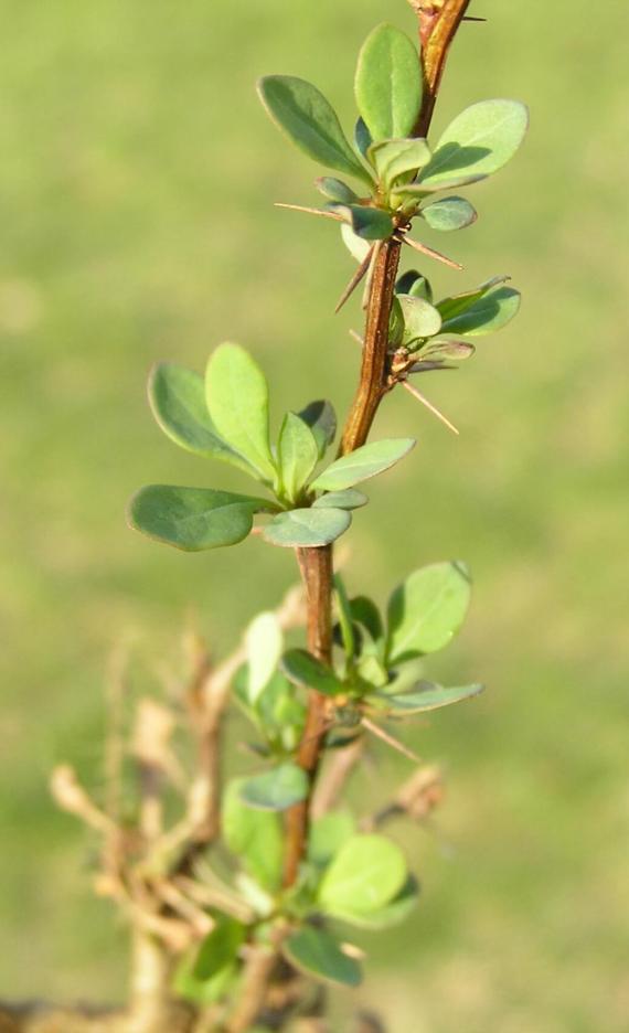 Japanese Barberry leaves