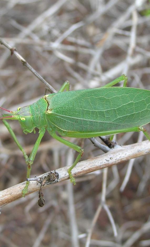 Katydid