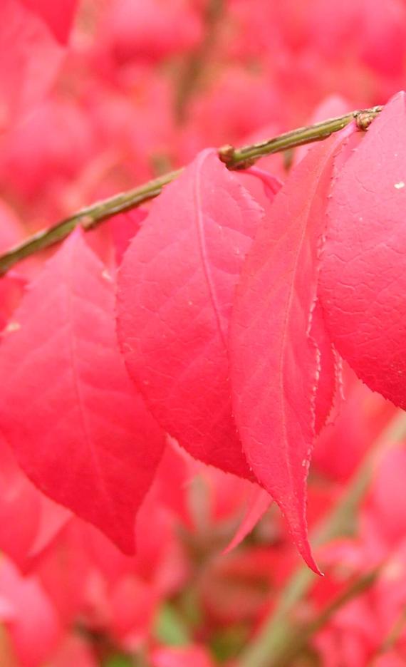 Burning Bush leaves