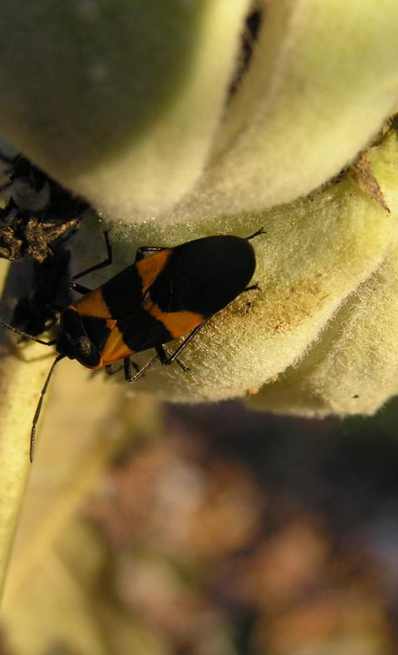 Milkweed Bug