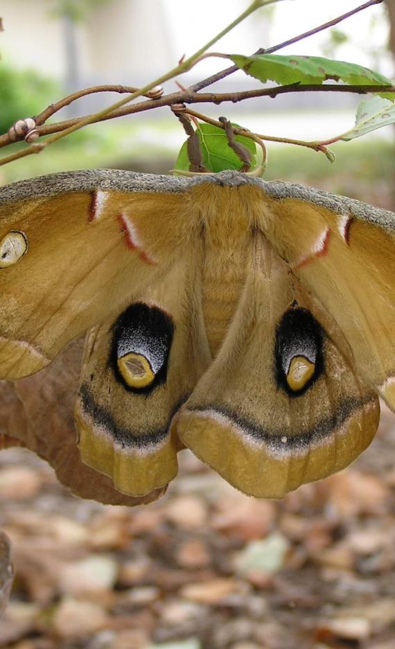 Cecropia Moth 