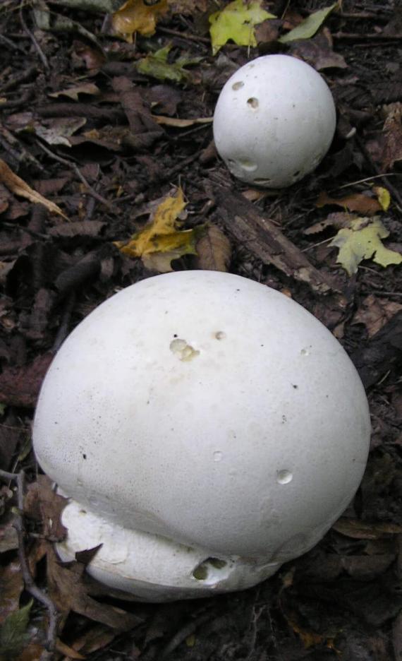 Puffball Mushroom 