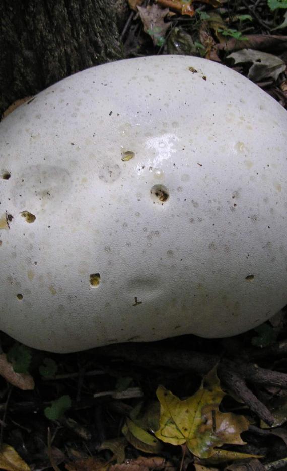 Puffball Mushroom