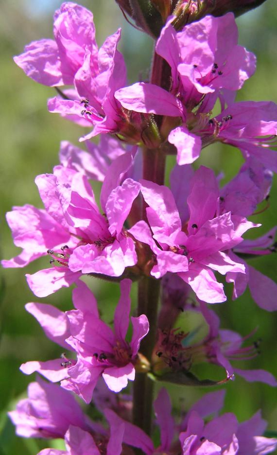 Purple Loosestrife flower