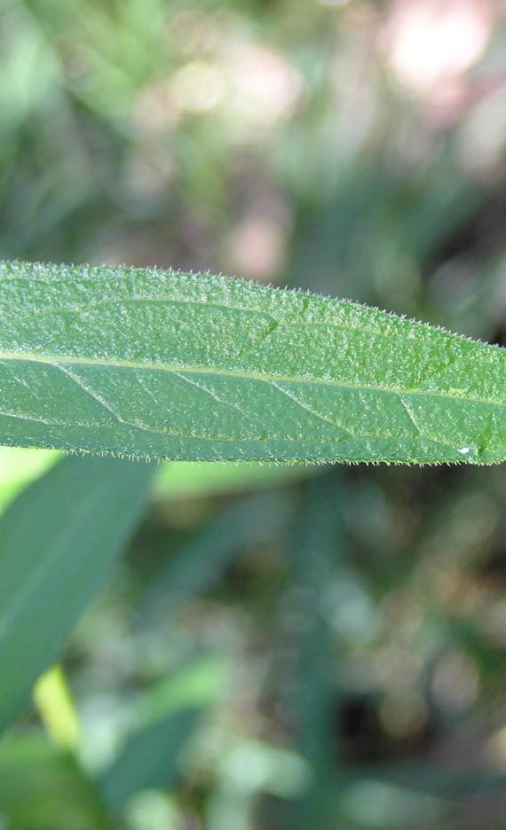 Purple Loosestrife leaves