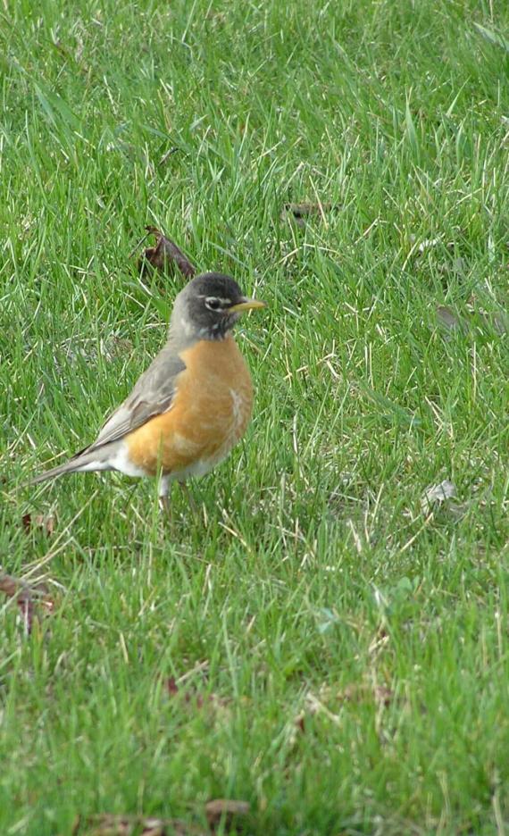 American Robin