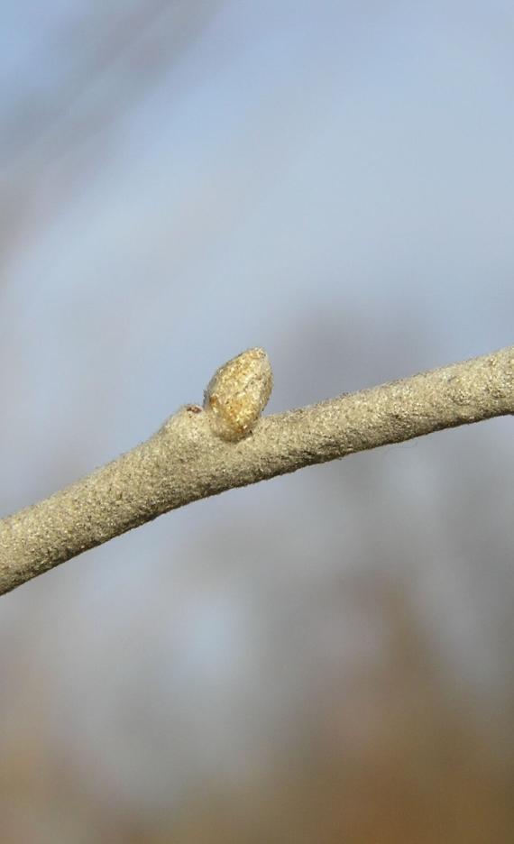 Russian Olive bud