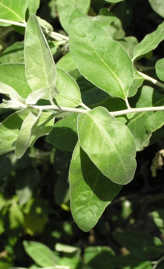 Russian Olive leaves