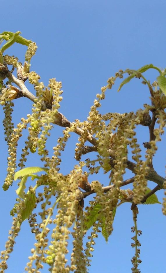 Sawtooth Oak flower