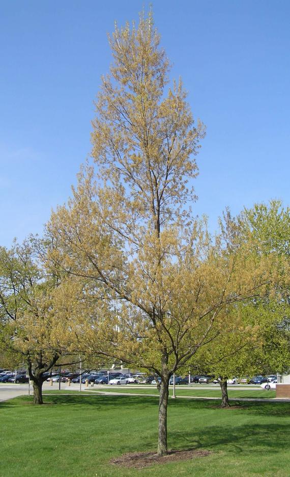 Sawtooth Oak habit