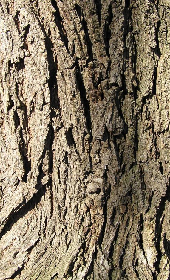 Siberian Elm bark