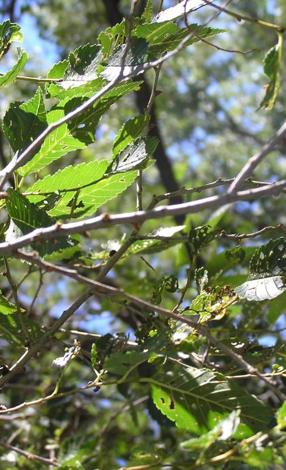 Siberian Elm branch