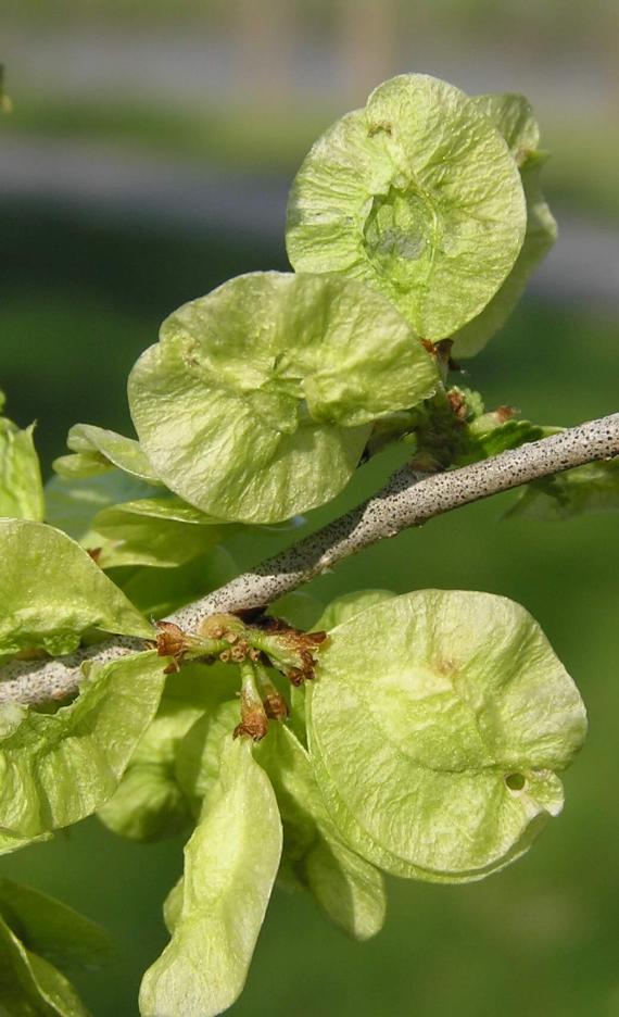 Siberian Elm fruit