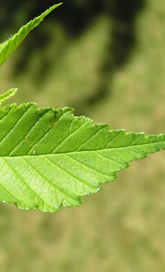 Siberian Elm leaves