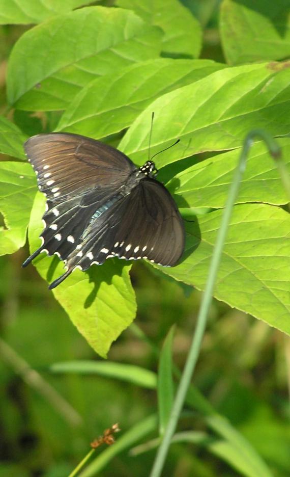 Pipevine Swallowtail Butterfly