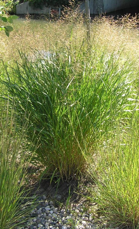 Switchgrass