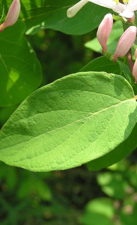 Tatarian Honeysuckle leaves