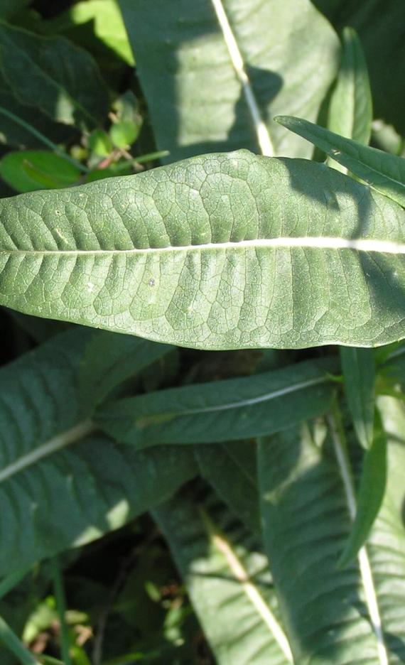 Teasel leaves