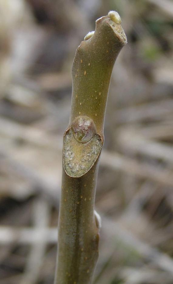 Tree of Heaven bud