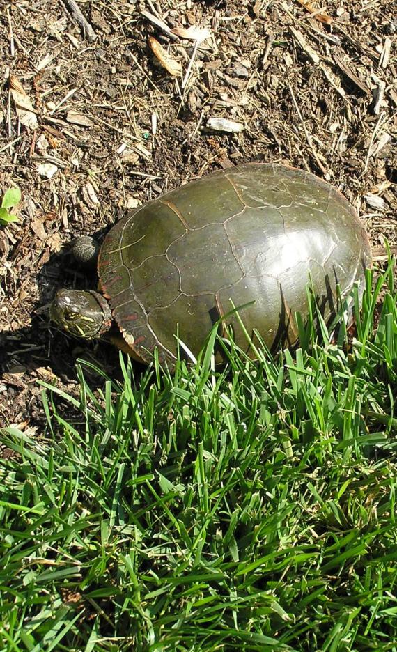 Painted Turtle