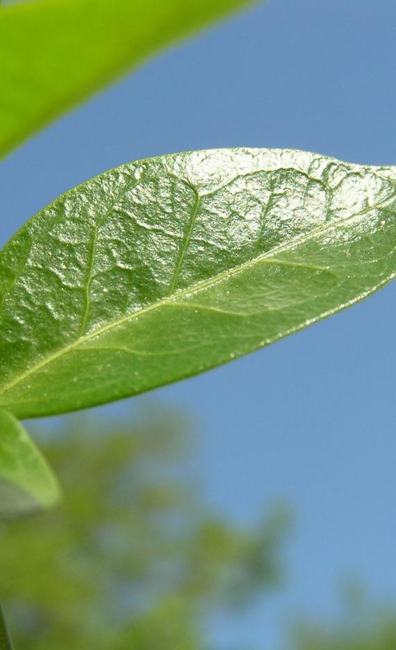 Vinca leaves