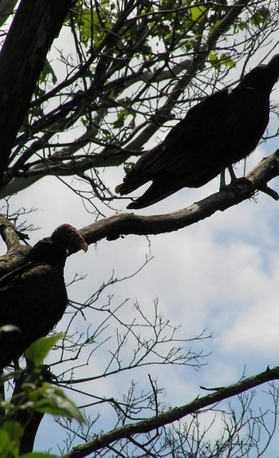 Turkey Vulture