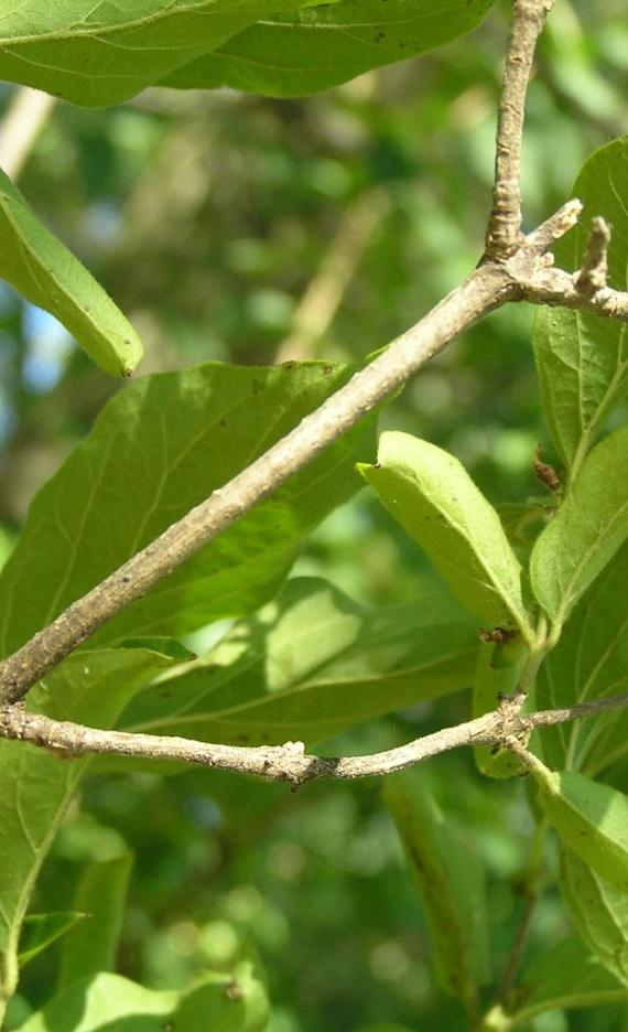 Wayfaringtree Viburnum branch