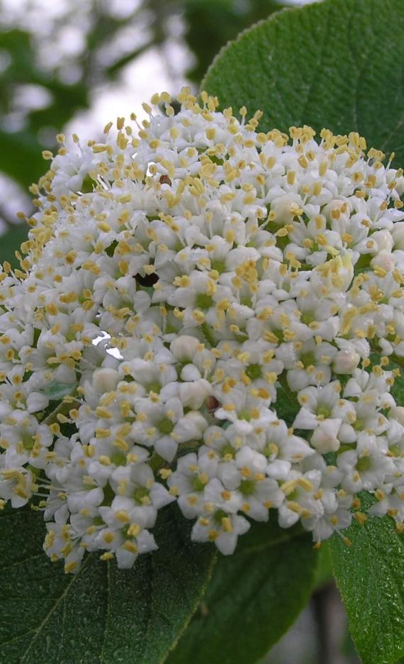 Wayfaringtree Viburnum flower